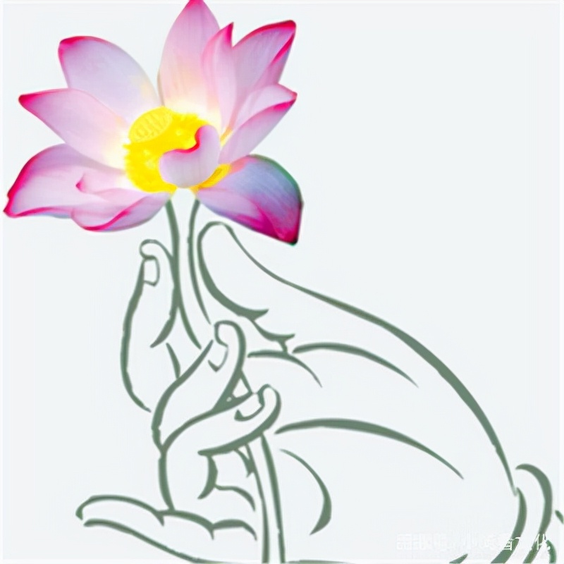 马蹄莲花的象征意义,莲花坐莲寓意