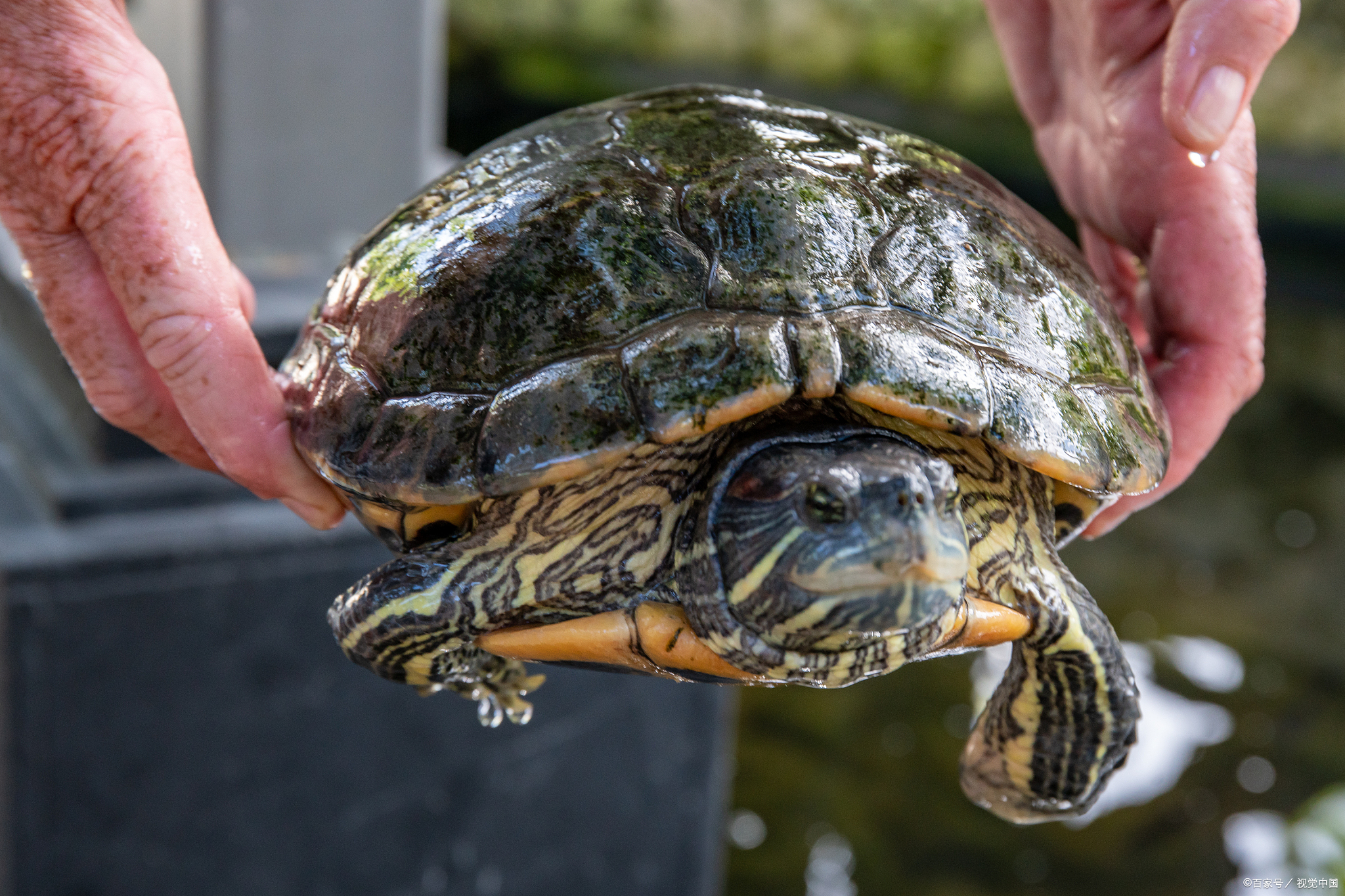 巴西龟喜欢吃什么食物啊,巴西龟最喜欢吃什么食物呢