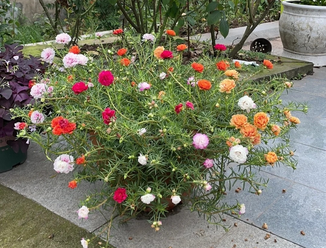 家庭客厅养什么花好看又旺财,客厅最吉祥的三种花