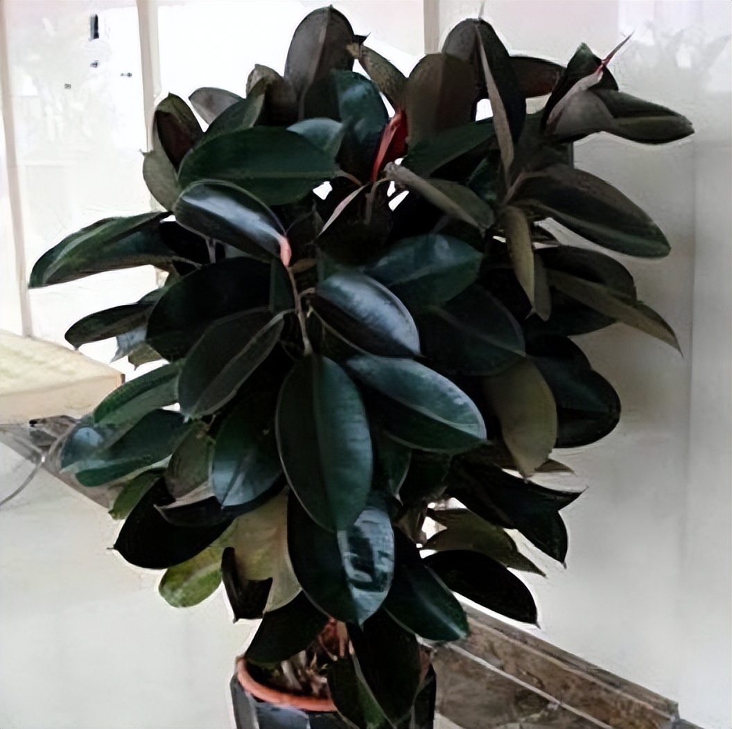 家里卧室养什么绿植最好养又招财,家中养这3种花最招财镇宅