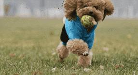 狗狗价格排行榜前十名德牧,狗狗价格排名前100名品种有哪些