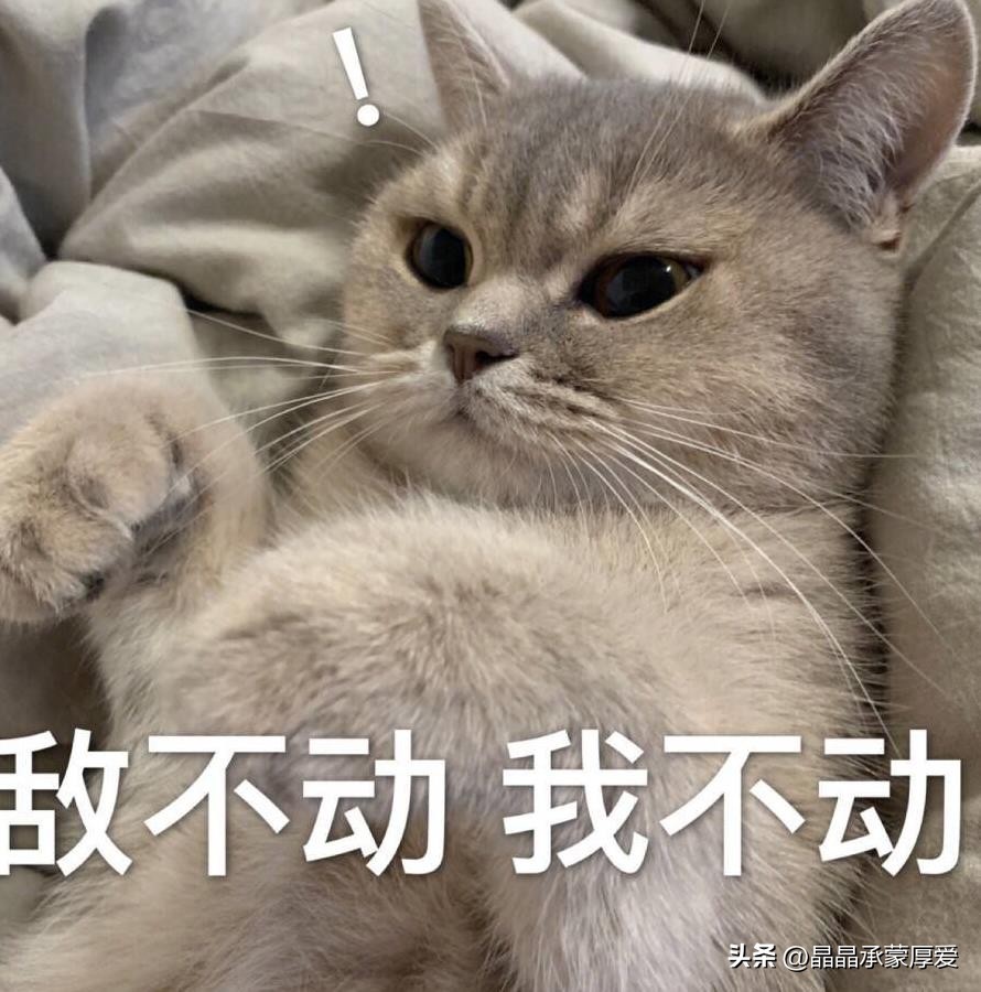 海象拍肚子搞笑视频,海象搞笑照片大全