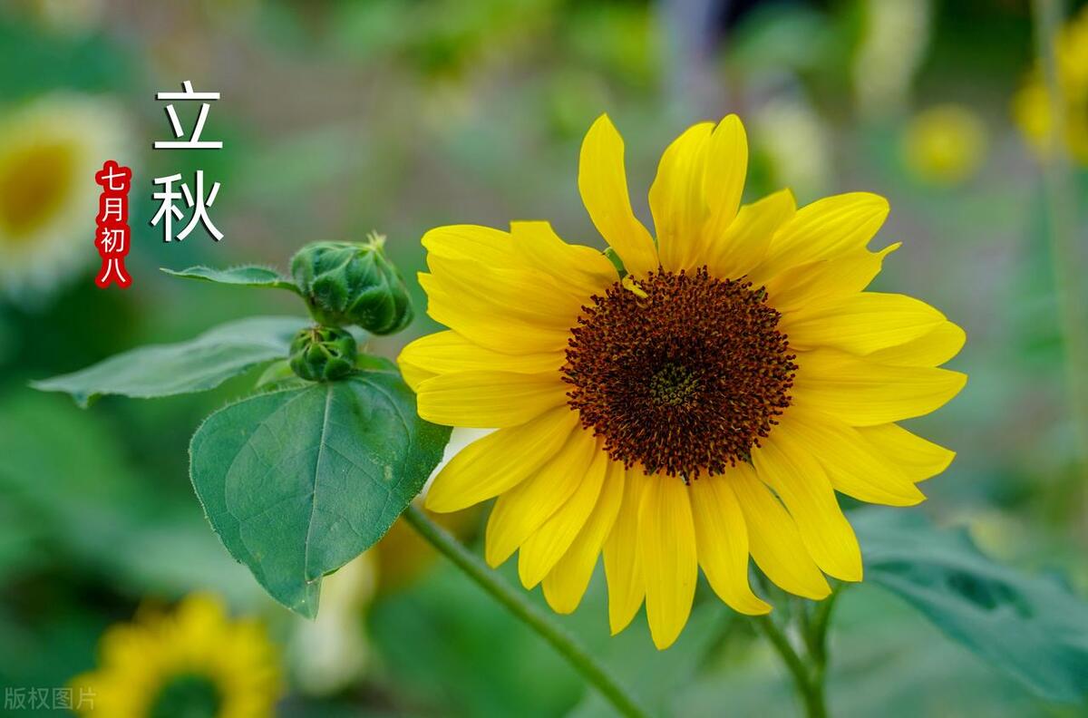 2020年的立秋是公秋还是母秋,立秋分公秋和母秋吗