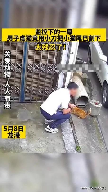 男子用小刀割断猫咪尾巴被抓了吗,男子割断猫咪尾巴后续
