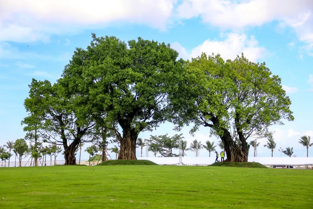大湾区之珠海篇,2023优秀华裔大学生走进大湾区
