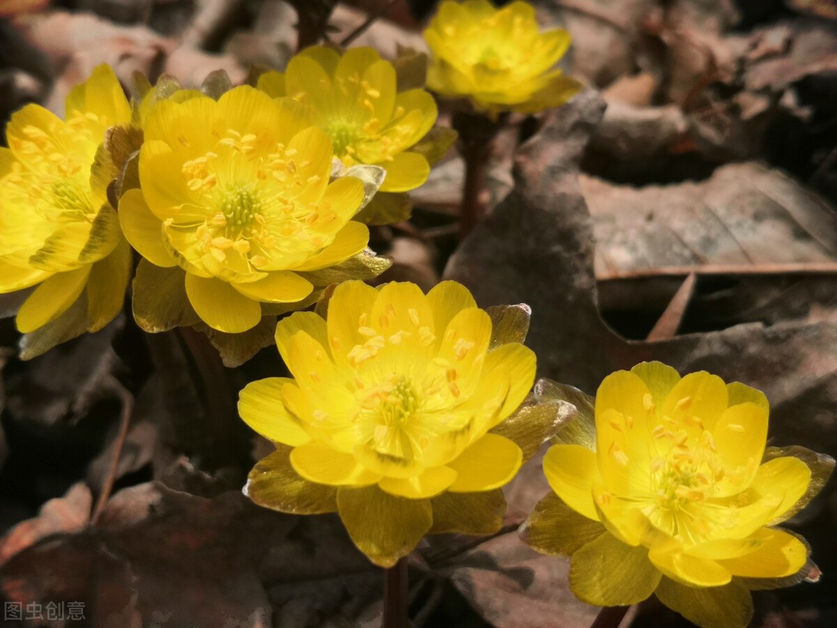 冰凌花享有林海雪莲之美称,牡丹江林海雪莲冰凌花悄然盛放