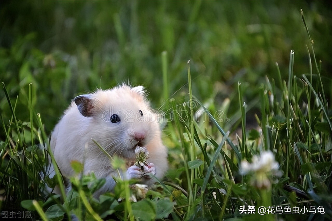 仓鼠吃什么东西有蛋白质,仓鼠都能吃些什么