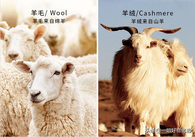 蔻驰围巾什么颜色好看,蔻驰围巾值得买吗