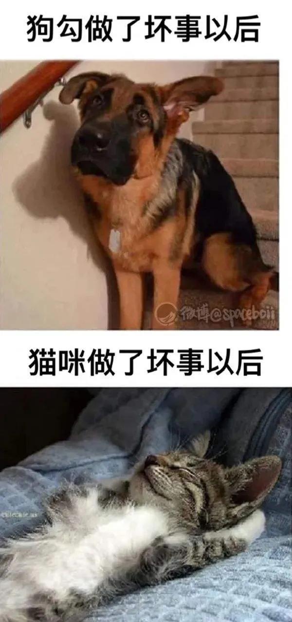 沙雕日报:网友:东北话太有意思了东北人:我也妹觉得有啥意思啊？