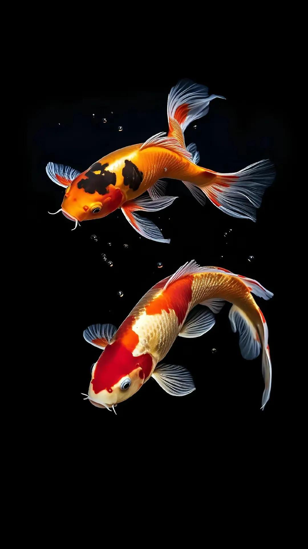 多姿多彩锦鲤图片,锦鲤鱼的照片大全大图可爱