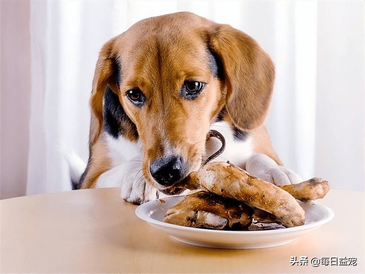 狗狗最爱吃的六种蔬菜,狗狗最爱吃的十种食物