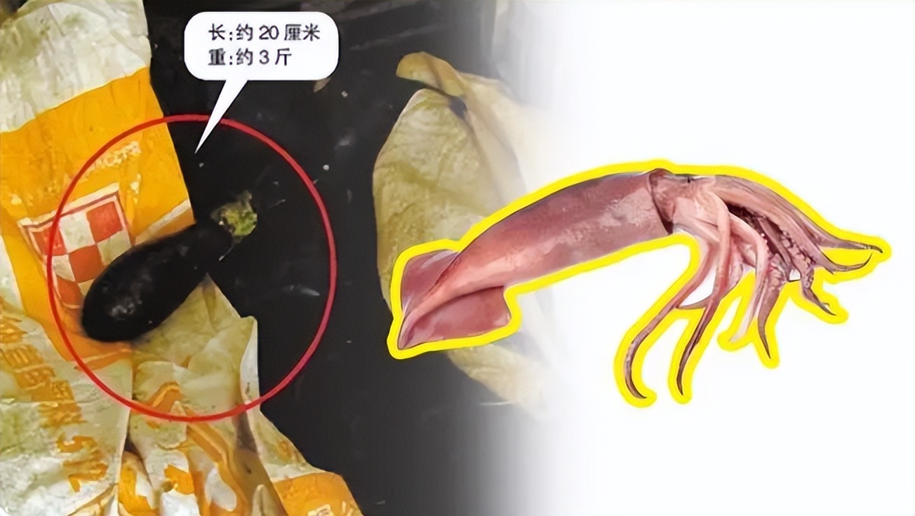 文胸、高尔夫、炮弹、珍珠、*物文**，盘点这些从动物肚里发现的东西