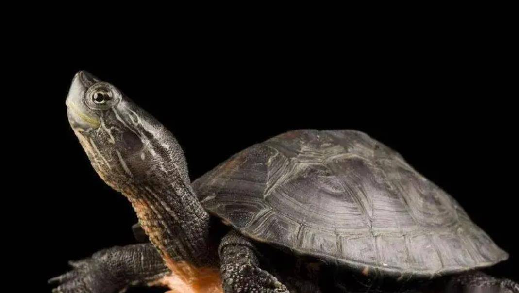 男子花200万买龟,男子靠三只病龟赚了6000万