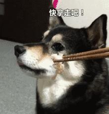 狗狗恨主人的表现,狗狗越是恨你越会做出这些行为