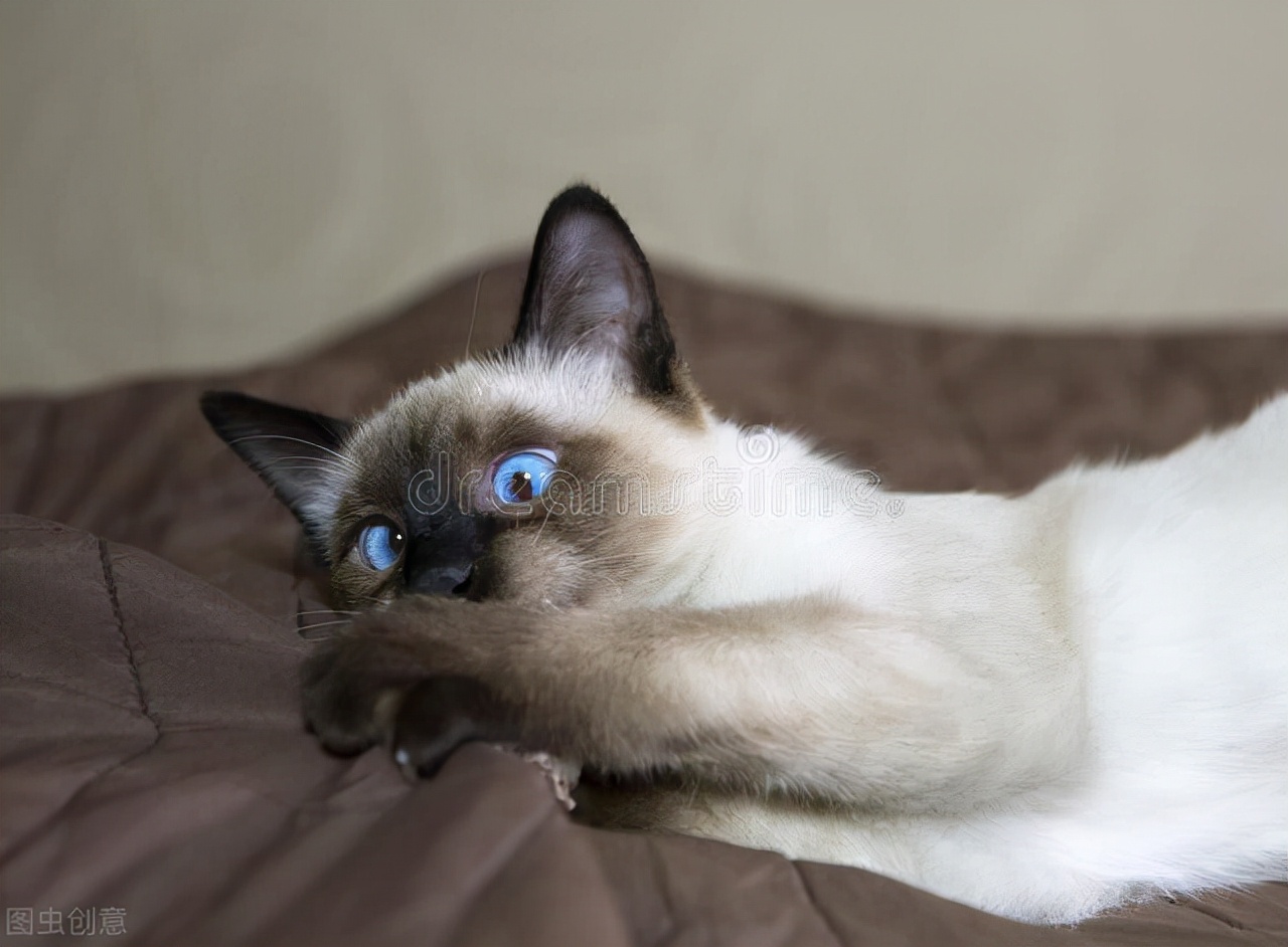 养猫疑惑如何减少猫掉毛,猫咪有三天没拉屎怎么办