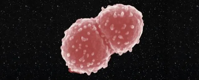 盘点目前地球存在的10种不死生物,地球上十大杀不死的生物