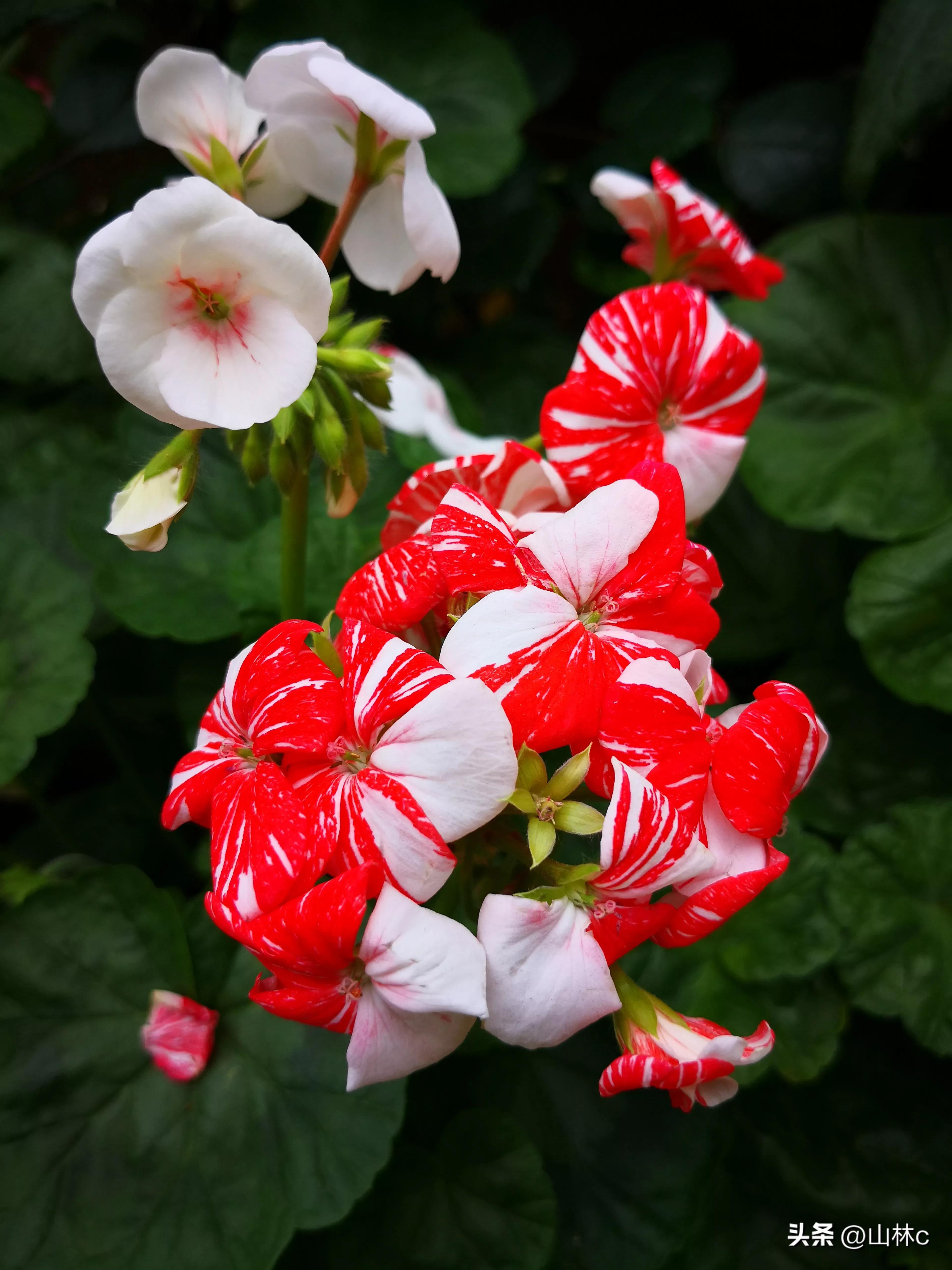 鲜花五彩缤纷争奇斗艳,最美鲜花一年四季都在争艳怒放