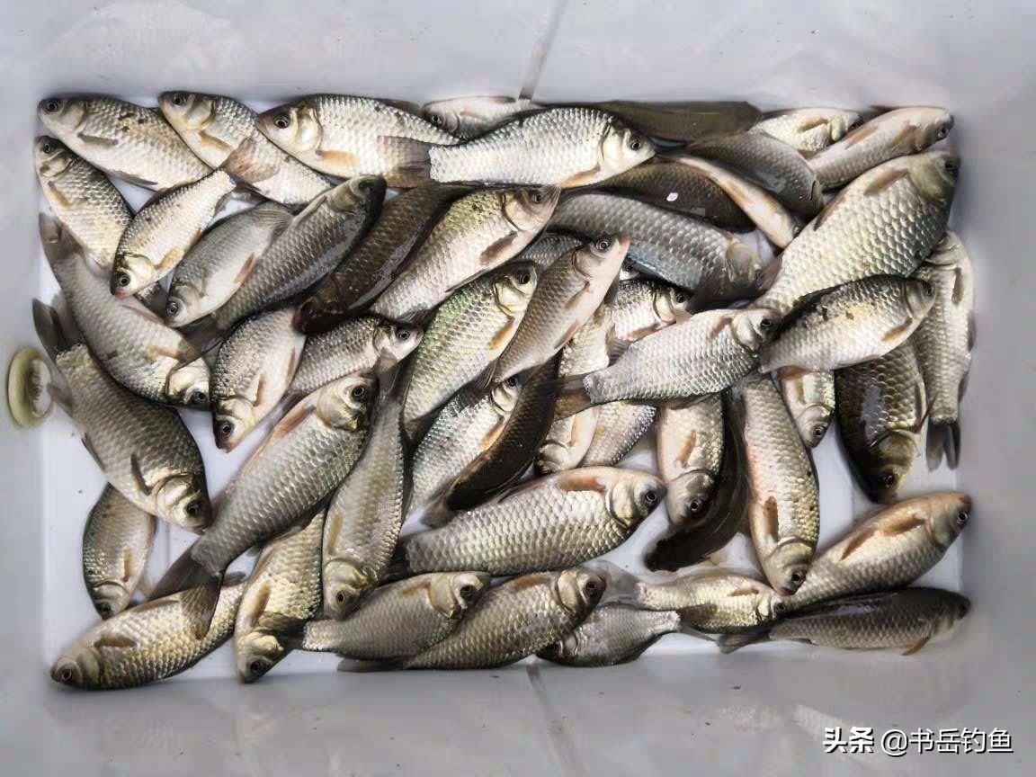 野钓的时候不讲究钓灵,野钓没有口的情况下用什么小药