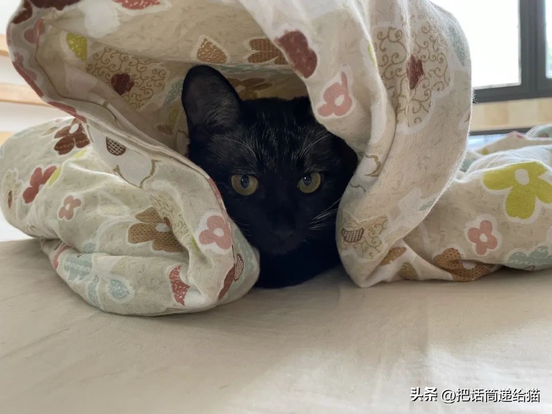 为什么猫咪养着养着就瘦了,猫咪为什么养着养着就发黄了