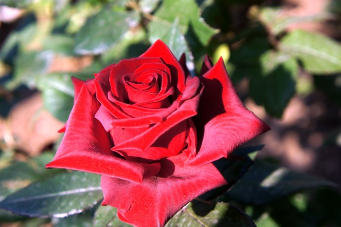 香水月季10款推荐,香水月季花品种大全图片