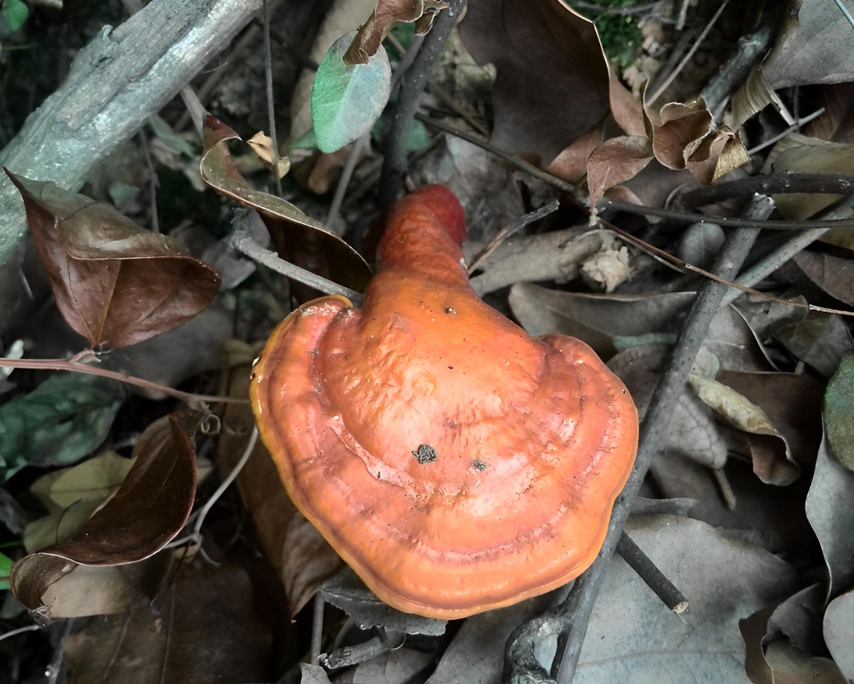 坟前有竹必迁坟,坟前两物子孙难富是哪两物