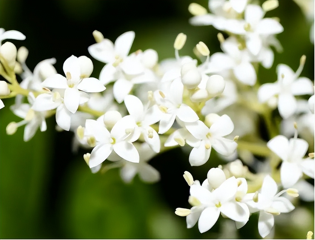 最旺家的10种花你家里有几种,三种最旺家的花是哪三种
