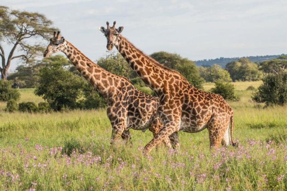 站着睡觉的动物有长颈鹿么,长颈鹿如何踢爆狮子