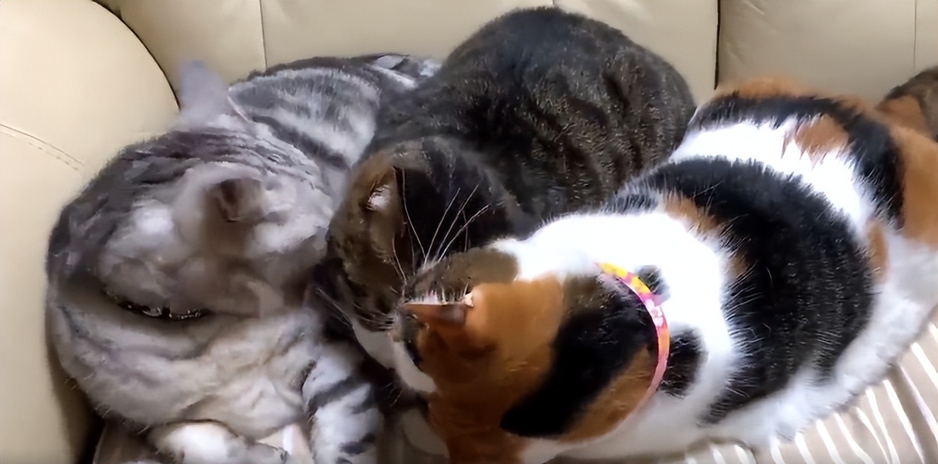 70万网友在线围观我家猫猫“搞黄色”：越看越上头，越看越变态