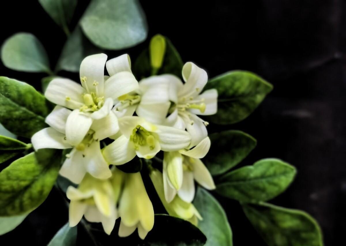 哪些室内花花期长又好养,室内养太多花好吗