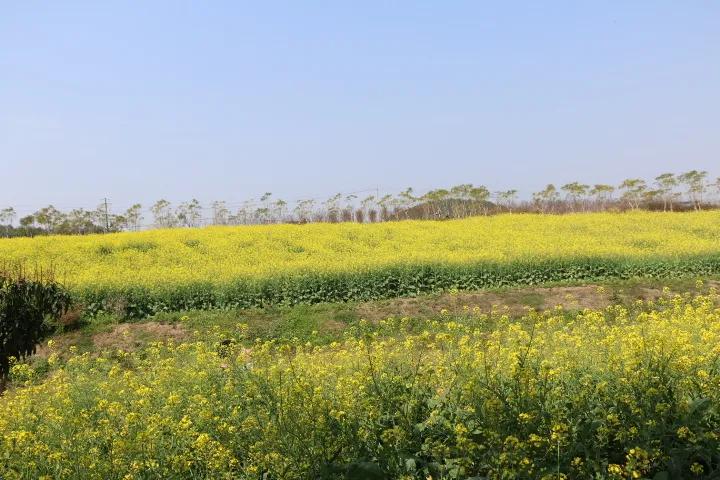 描写春天的姹紫嫣红的古诗,形容春天姹紫嫣红的诗句