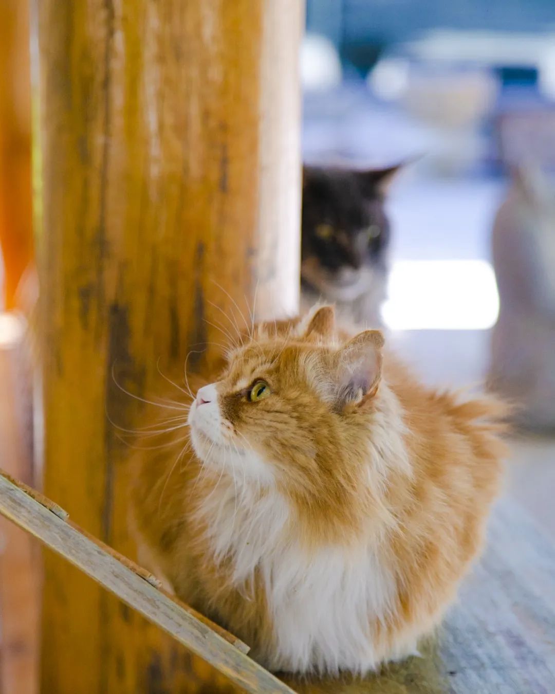 毛森森,观复猫毛森森