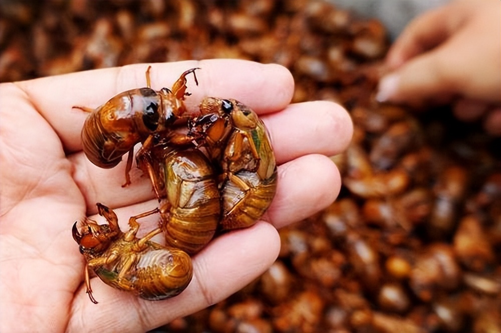金蝉别只会炸着吃，分享金蝉的3种做法，入味好吃，酥脆不油腻