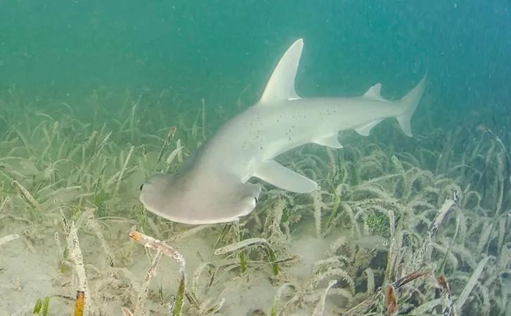 无沟双髻鲨是最大的鲨鱼吗,窄头双髻鲨可以在淡水活吗