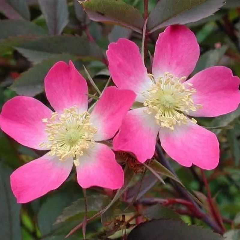 月季花瓣的旋转方向,月季花瓣和玫瑰花瓣的区别