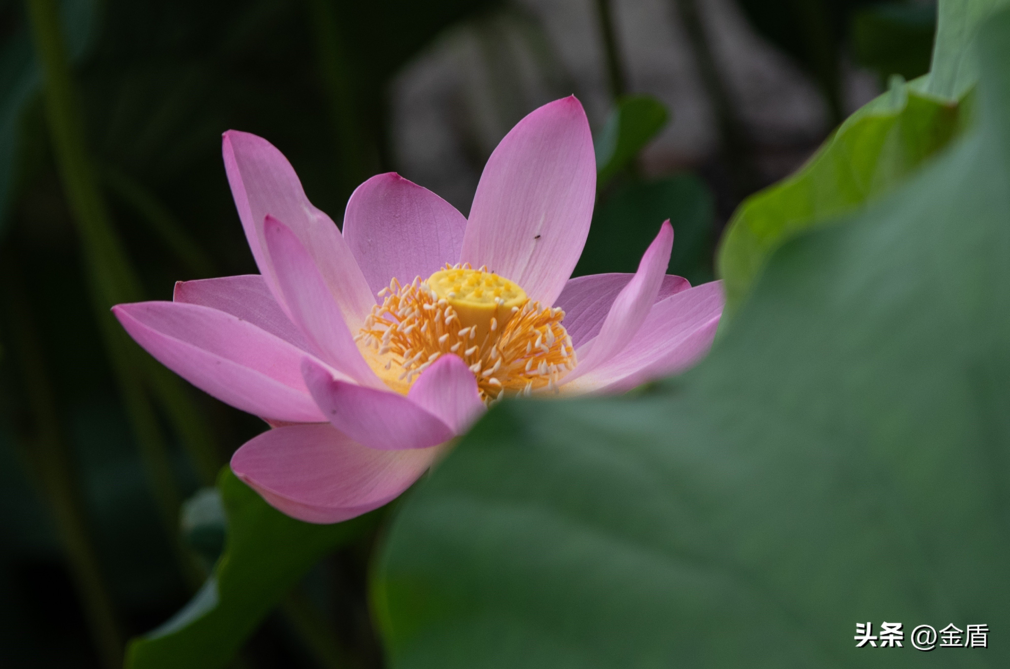 纯洁无瑕的荷花,荷花象征着纯洁无瑕