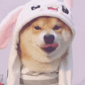 原来狗狗绝育有这么多好处,一大半你都不知道