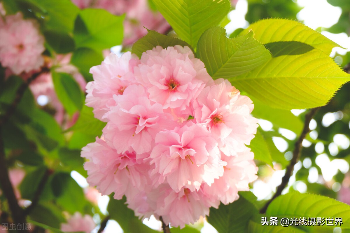 重庆邮电大学：三非院校翘楚，本科毕业进华为，月入过万不是梦