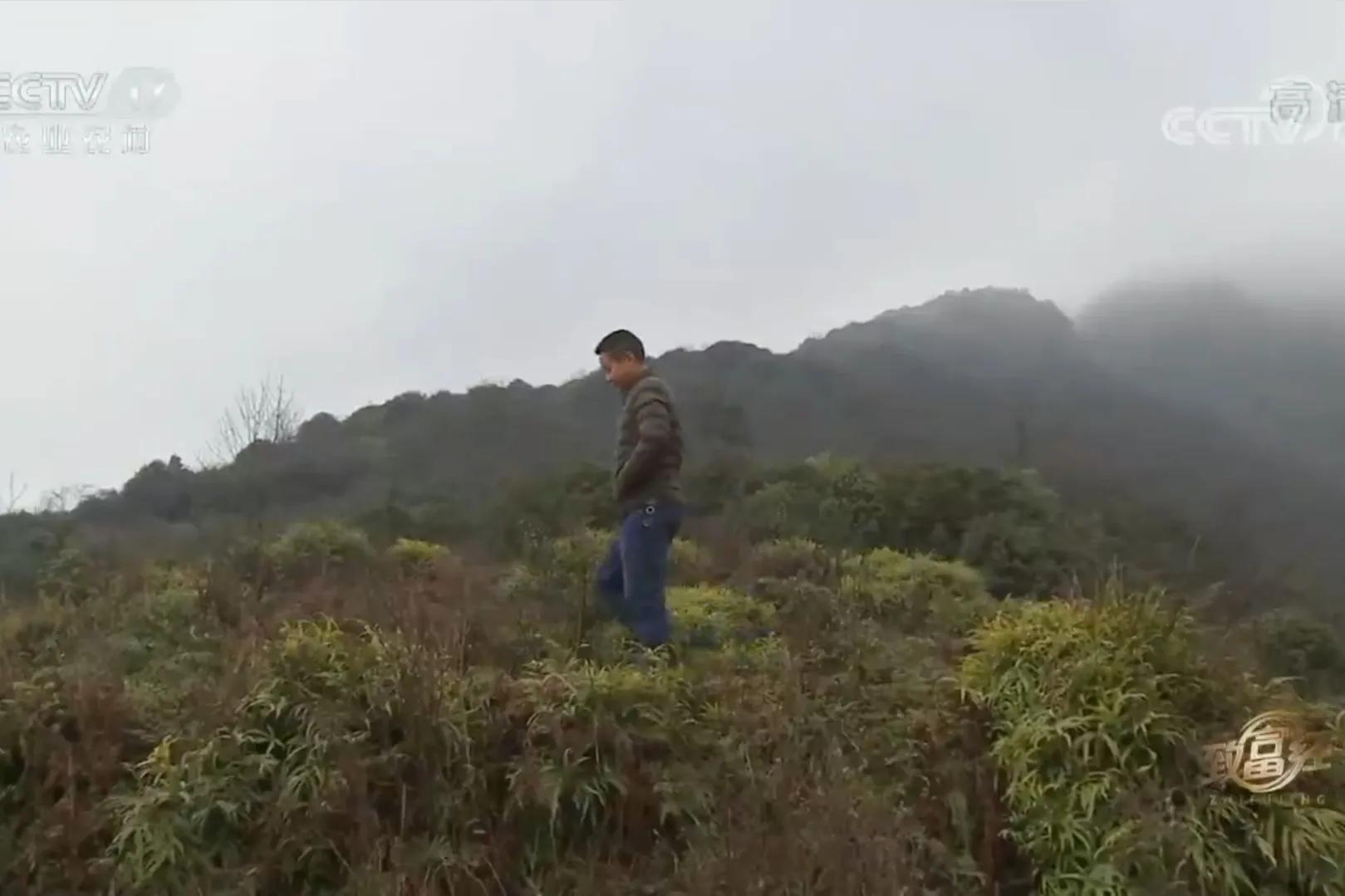 云南男子承包3000亩荒山，如今靠荒山实现梦想，年销售额700多万