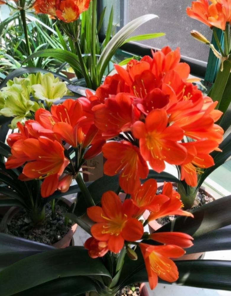 新手养护君子兰注意这三点,养君子兰避开3个误区叶大花又艳