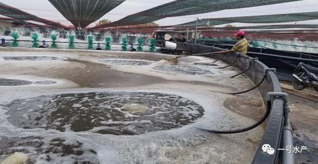 虾饲料利润空间,虾饲料赚钱吗