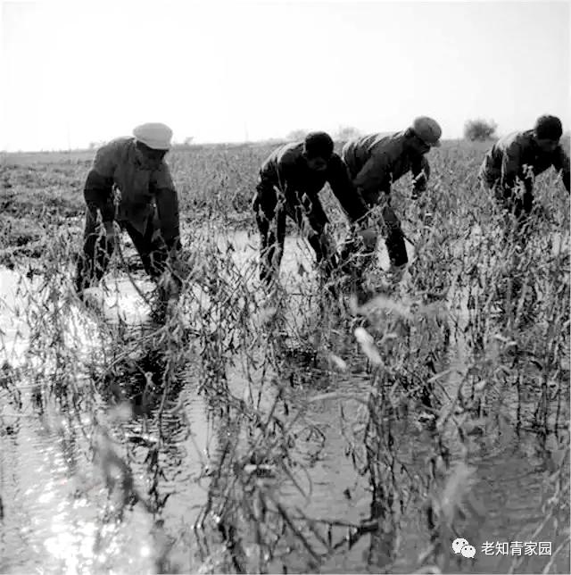 北大荒知青生活叙事诗——北大荒“游击词”100篇