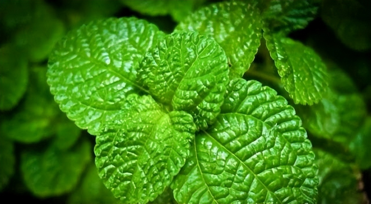 学习一味中药——薄荷,气味辛凉,功专入肝与肺