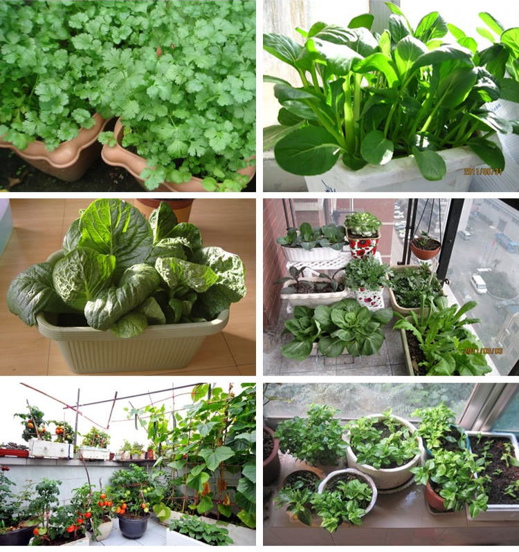 阳台种菜可以多茬采收,在阳台种菜最快采收的五种蔬菜