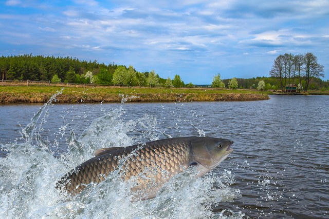 五十岁适合在家做什么养殖,在农村搞养殖养什么比较好