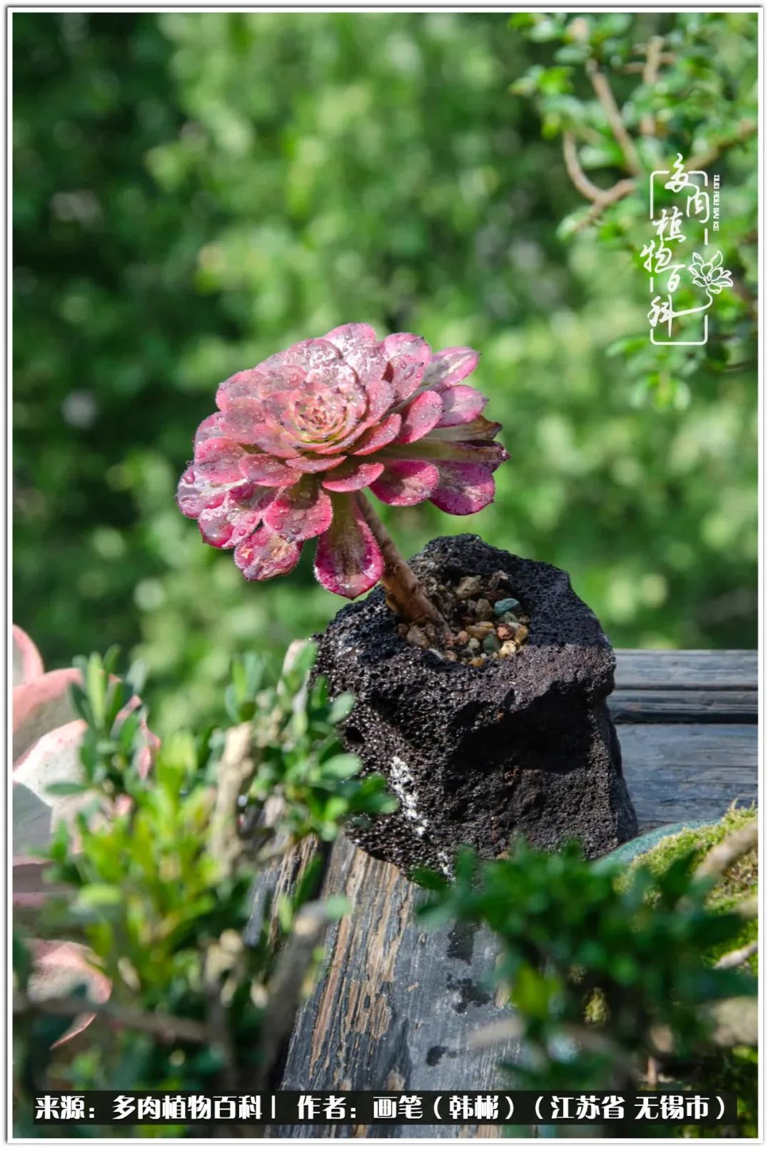 盆景多肉常遇到的问题,多肉盆景无穷小