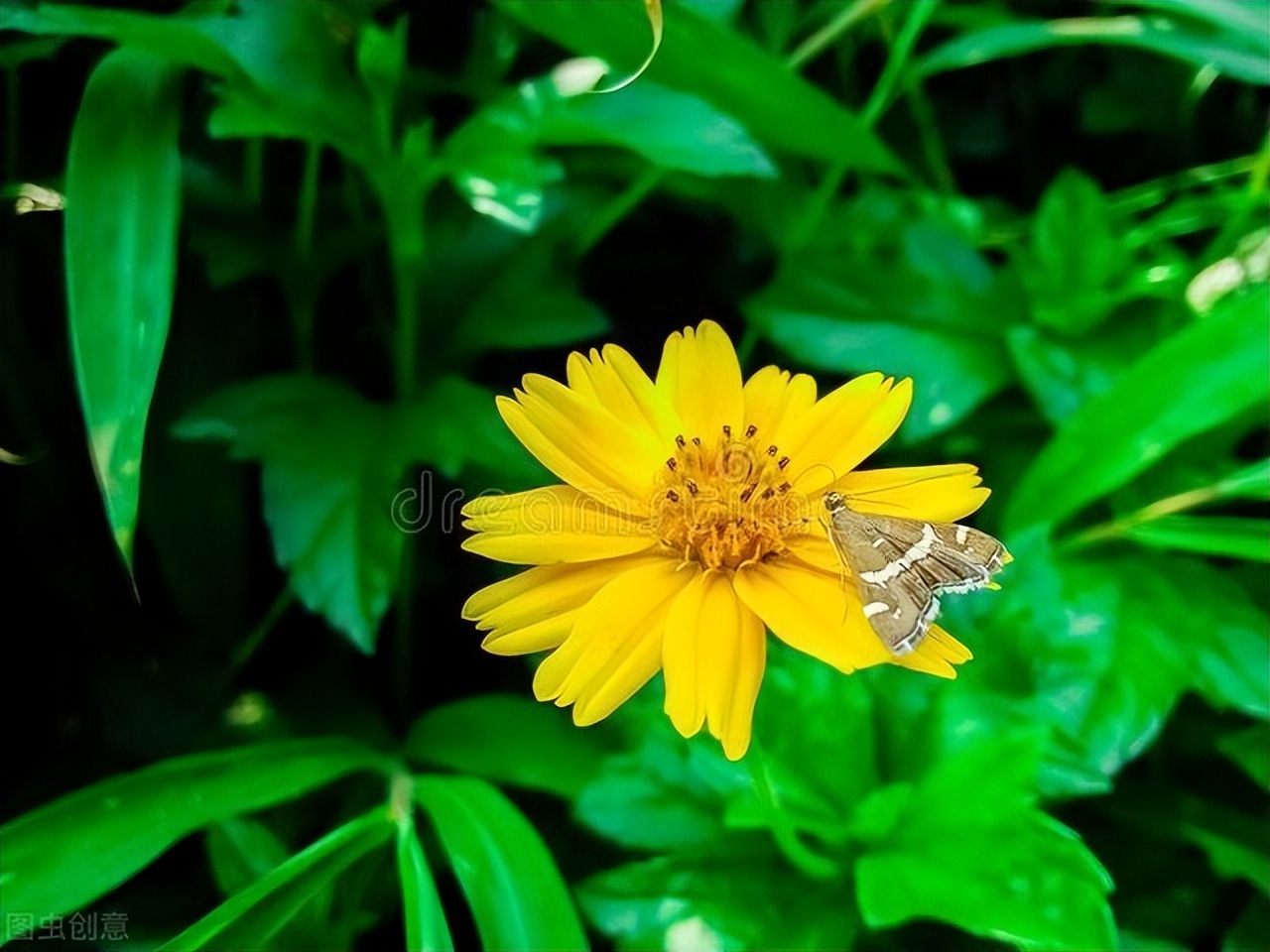 青春之梦（22）合力