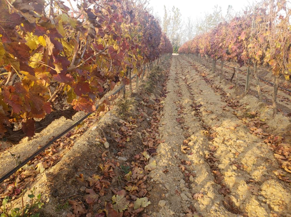 蛇龙珠烟台张裕卡斯特酒庄,张裕卡斯特酒庄蛇龙珠干红葡萄酒