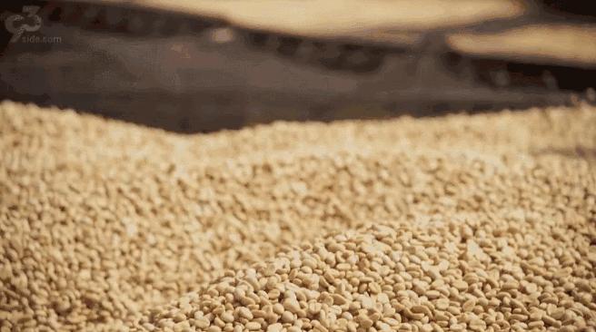 年度最佳22℃暖冬小城!全国唯一半城银杏,半城温泉!现在来刚好