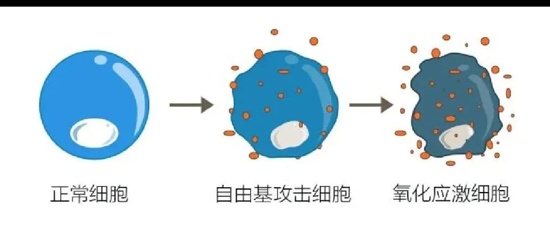 氢气对人体的十大作用,氢气对人体健康作用是什么