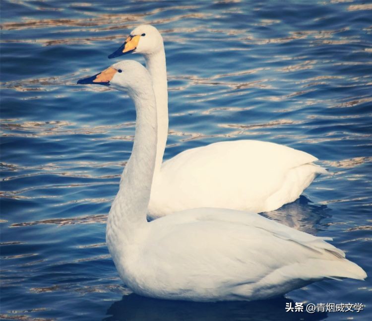 七绝夕阳吟,夕阳晚霞原创诗词七绝